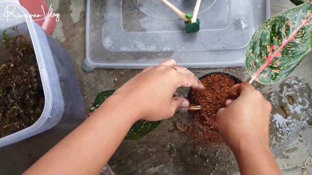 (Eps. 172) Review 4 Media Tanam & 4 Cara Perbanyakan Aglaonema | Rimawan Vlog смотреть онлайн