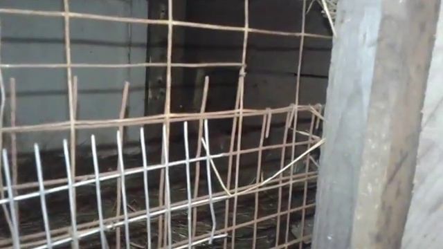 НЗК родила чёрных крольчат... смотреть онлайн