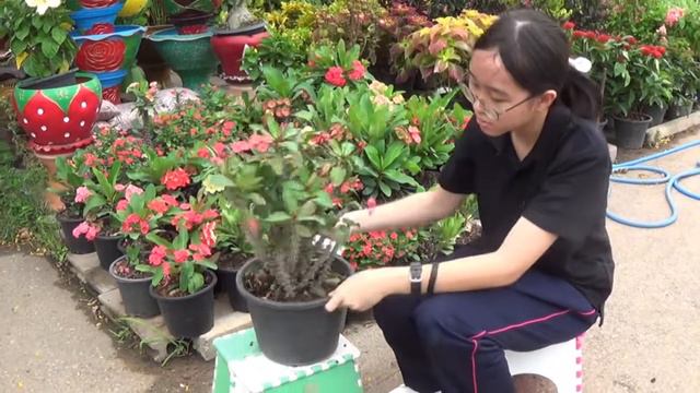 Thorn flower & Spiny plant cutting set ieyi2017 смотреть онлайн