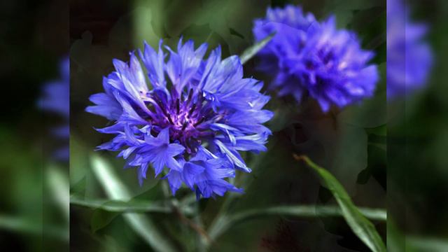 Flowers Name | 300 Flower name in English | Flowers Name in English With Pictures смотреть онлайн