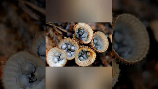 Самые редкие и удивительные грибы.23 гриба.Часть 1 смотреть онлайн