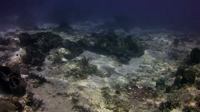 Under the Sargassum at Dalila смотреть онлайн
