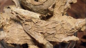 Как сушить имбирь