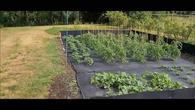 Огород 21.06.23. Маринкины творинки