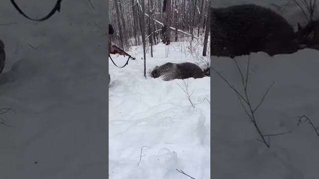 медведь смотреть онлайн