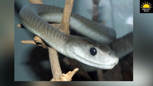 Amazing facts about Black Mamba | Bright Telugu смотреть онлайн