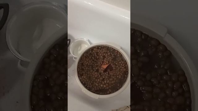 Пересадка Туласи Замачивание Горшка 1 смотреть онлайн