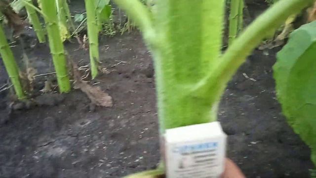 Обзор подсолнечника Саксон от Элита Селект , часть 2. 23.07.2021 #елітаселект смотреть онлайн