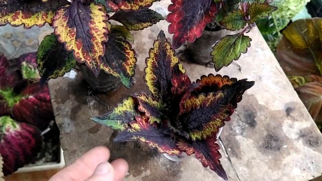 Колеус Анастас. смотреть онлайн