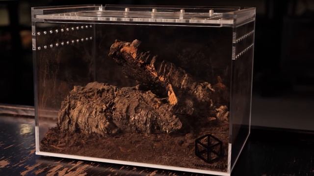 How Do YOU Care for a Florida Bark Scorpion? Centruroides gracilis смотреть онлайн