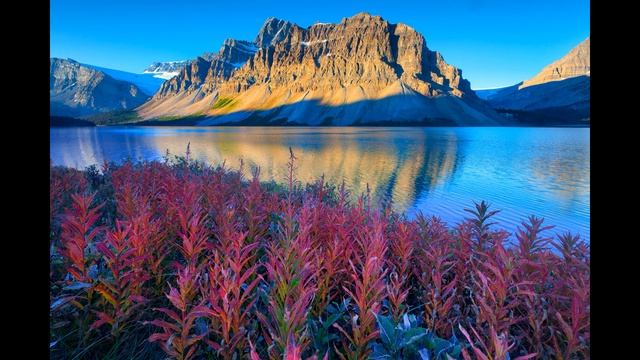 Звуки природы, пение птиц, Звуки Леса, дождя для релаксации, сна и Медитации смотреть онлайн