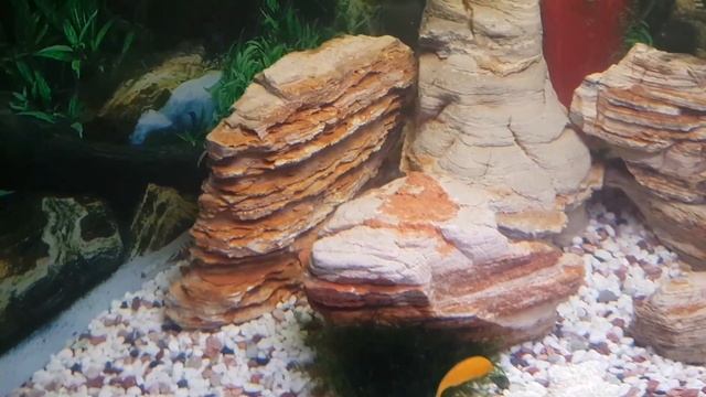 Аквариум- Африканский цихлидник смотреть онлайн