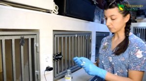 Как поставить внутривенную капельницу дома