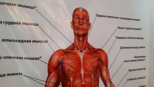 протяжка позвоночника на петле глиссона