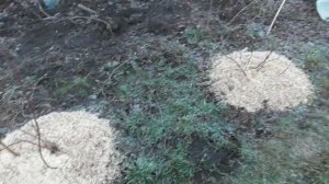 Мульчирование голубики опилками - особенности данной процедуры