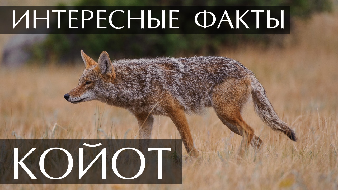 Койот. Интересные факты смотреть онлайн
