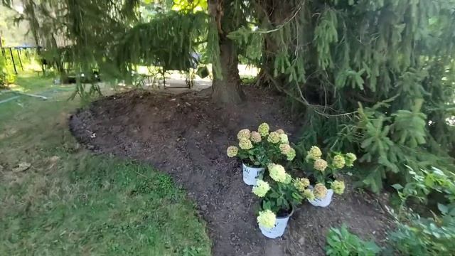 New Flowerbed and Little Lime Hydrangeas смотреть онлайн
