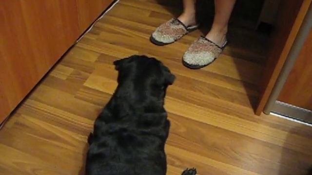 Зена голос - мопс чёрный pug dog смотреть онлайн