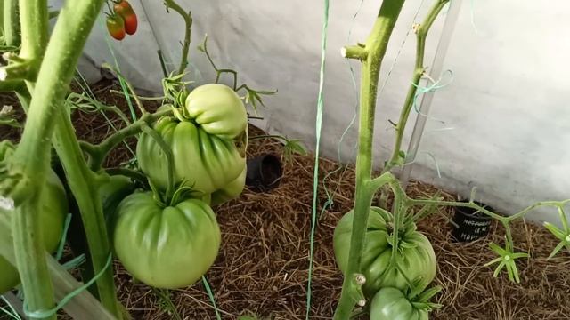 Обзор томатов по сортам.г.Каменск-Уральский 04.08.2022 смотреть онлайн