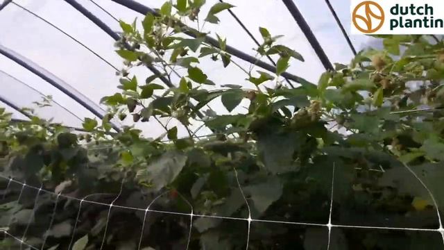 15 Raspberries Tulameen crop in Austria смотреть онлайн