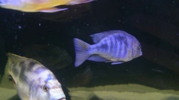 African Cichlids: Cyrtocara Moorii (Blue Dolphins)