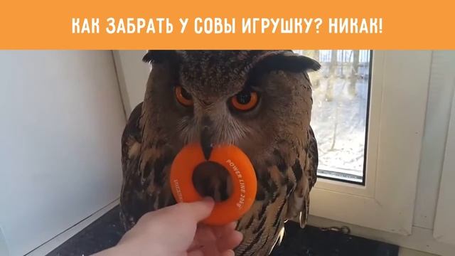 Как забрать у совы игрушку? Никак! смотреть онлайн