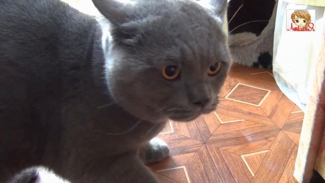 ХРЮКАЮЩИЙ КОТ | ОЧЕНЬ ЗЛОЙ КОТ смотреть онлайн