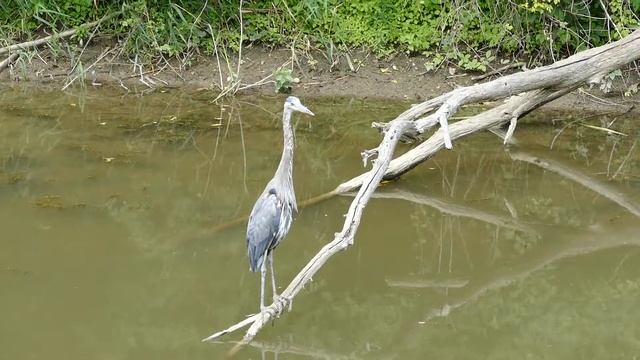 Blue Heron Towpath Cuyahoga Valley смотреть онлайн