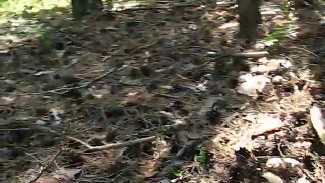 собираем белянки смотреть онлайн