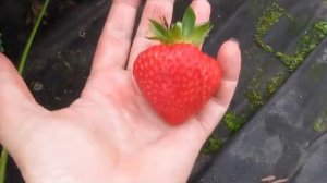 Клубника Хансалола - вкусный урожайный сорт