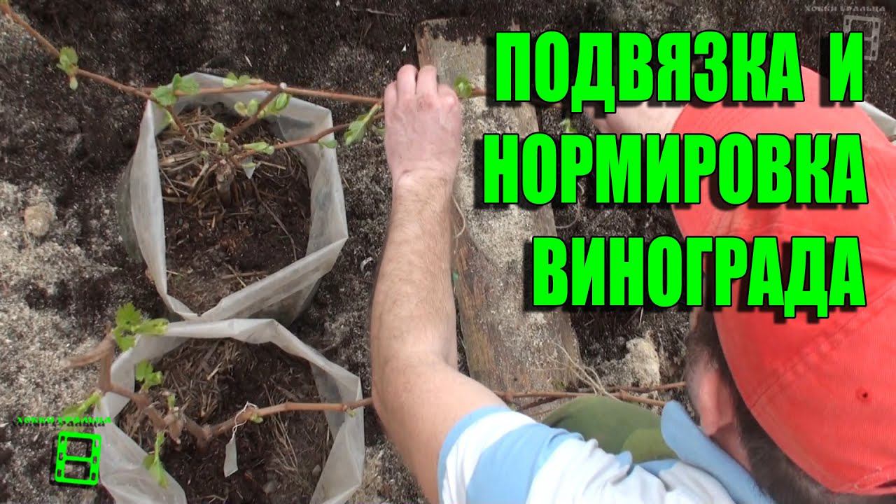 Предварительная подвязка и нормировка виноградных кустов в теплице. Северный виноградник с "0" смотреть онлайн
