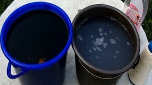 Простой способ покраски колосьев заячьего хвостика (лагуруса)