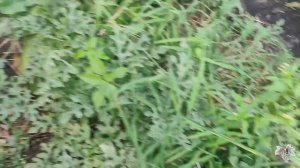 Арбуз от саженца на грядке до стола