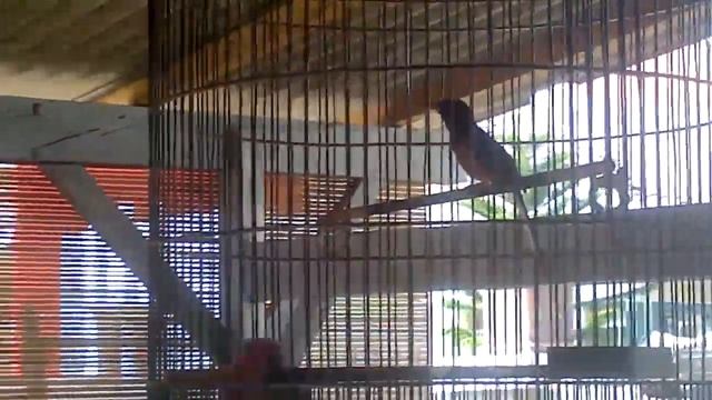 Muray Medan Gacor смотреть онлайн