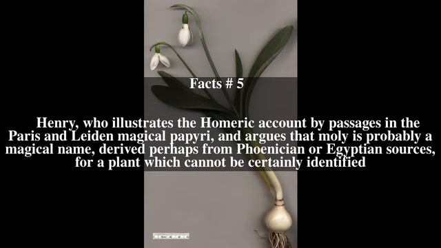 Moly (herb) Top # 9 Facts