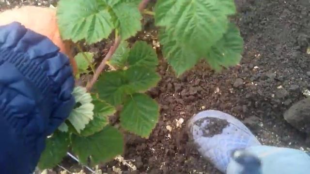 Посадка малины осенью Сорт Полка смотреть онлайн