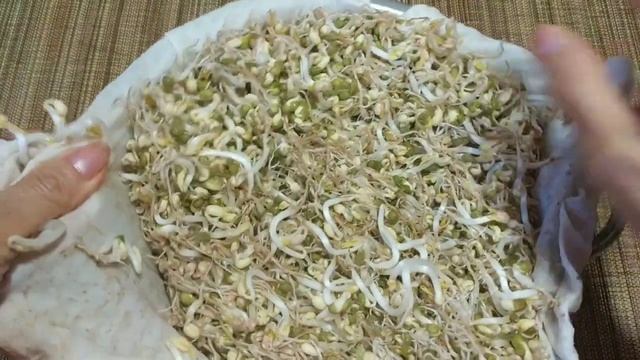 Выращиваем пророщенный горох маш, и у Вас всегда будет изобилие витаминов. Вьетнамская кухня. смотреть онлайн