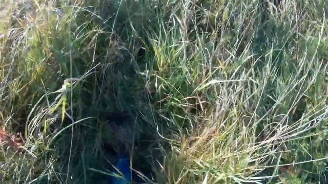 Поиск чермета-металлолома тест камеры в акво боксе (плохое качество звука) смотреть онлайн