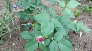 427.#Джулиас Роз и Кафе Лате две одинаковые розы? Какие розочки выдержали сюрпризы погоды.