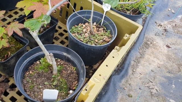 Обзор растений Коломна 2023г часть1 смотреть онлайн