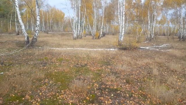 ГСВГ. Ютербогский полигон,мишенное поле мотострелков? за танковой и БМП директрисой ЮУЦ 11.11.2023 смотреть онлайн