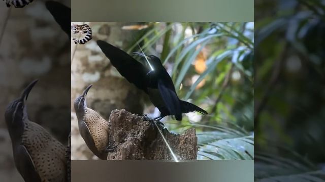 Уморительные ТАНЦЫ - кавалеры приглашают дам. БРАЧНЫЕ ТАНЦЫ Райских Птиц смотреть онлайн