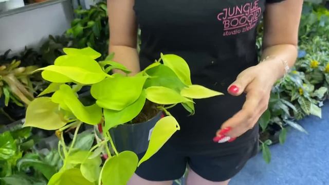 Philodendron Scandens Lemon Lime-limonkowe serca dla każdego, czyli jak pielęgnować, dbać i podlewa смотреть онлайн