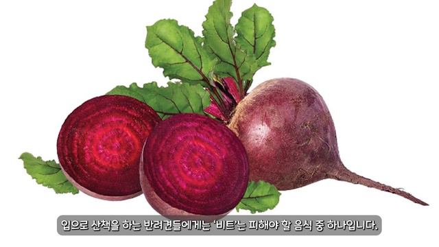강아지 근육 성장 및 근육 발달을 위해 먹으면 정말 좋은 음식 9가지! 【강아지가 먹으면 정말 좋은 사람음식 / 강아지가 먹으면 정말 좋은 과일 음식】 смотреть онлайн