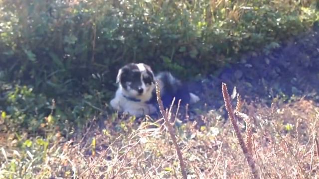 Dark and Shaun walking смотреть онлайн