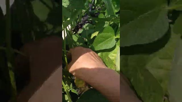 Дача на Ягодной. Пока учусь. смотреть онлайн