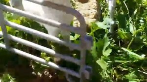 ? Типы лошадей ? #schleich