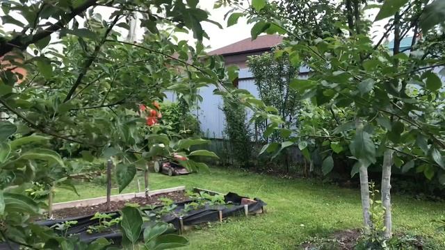 То редкое видео,когда я в кадре. Многие просили показаться. Кошу любимый участок. Не судите строго! смотреть онлайн