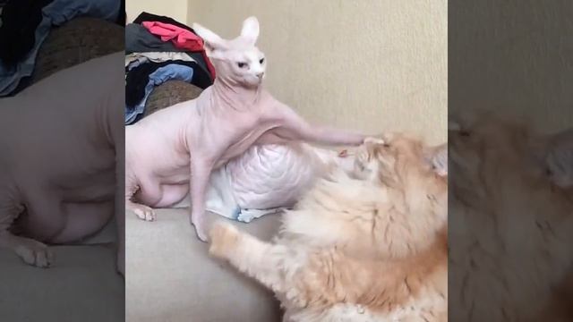 мэйкуны и сфинксы смотреть онлайн