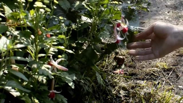 Фуксии в открытом грунте смотреть онлайн